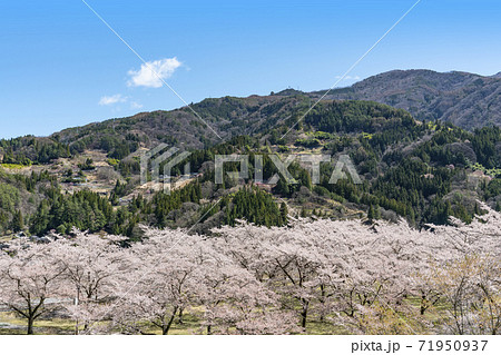 桜咲く南信州大鹿村 桜咲く南信州大鹿村 71950937