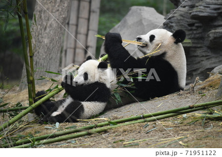 親子パンダ 71951122