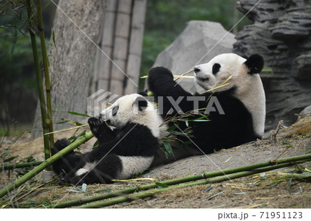 親子パンダ 親子パンダ 71951123