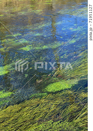 安曇野の清流 印象派 安曇野の清流 印象派 71951127