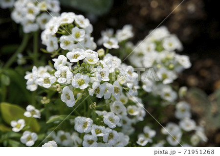 白い小さなアリッサムの花の写真素材