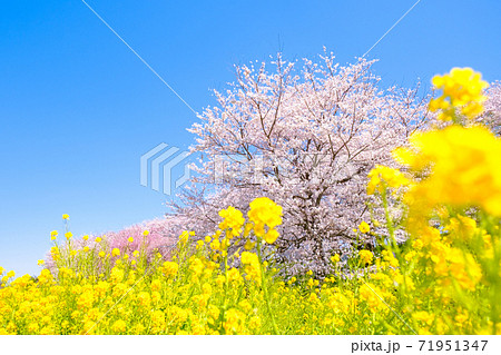 権現堂桜堤 71951347