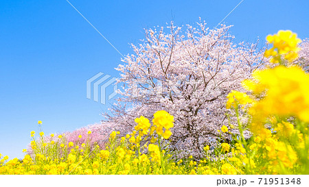 権現堂桜堤 権現堂桜堤 71951348