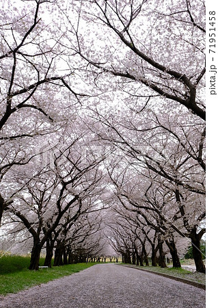 川越 水上公園の花びらに敷き詰められた桜並木の道の写真素材