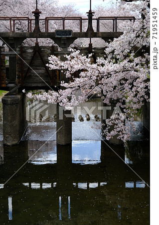 川越　新河岸川にかかる堰　田谷堰と満開の桜 71951459