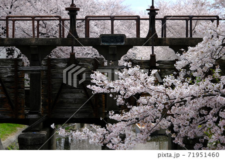 川越　新河岸川にかかる堰　田谷堰と満開の桜 71951460