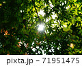 熊本県阿蘇市の紅葉 71951475