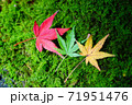 熊本県阿蘇市の紅葉 71951476