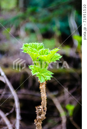 Detail of sprouting jagged spiny green plant. Detail of sprouting jagged spiny green plant. 71951510