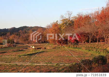 夕暮れの紅葉 夕暮れの紅葉 71951639