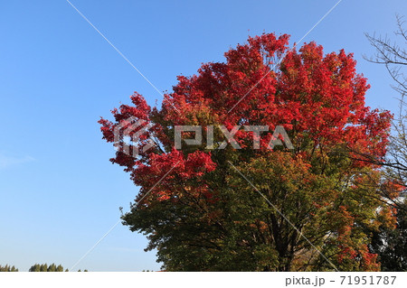 真っ赤の紅葉 真っ赤の紅葉 71951787