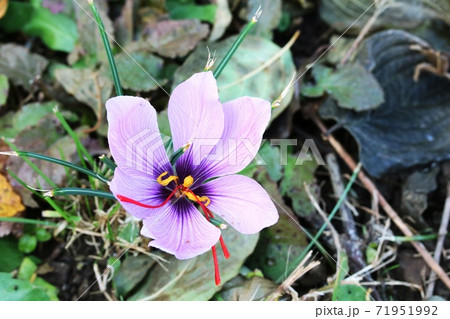 赤い雌しべが長い サフラン 咱夫藍 の花の写真素材