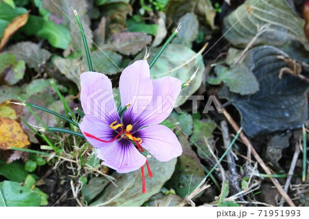 赤い雌しべが長い サフラン 咱夫藍 の花の写真素材