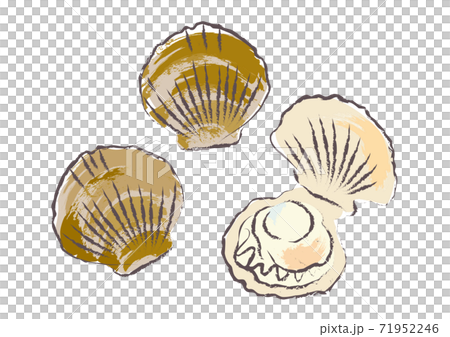 筆で描いたような帆立のイラスト 71952246