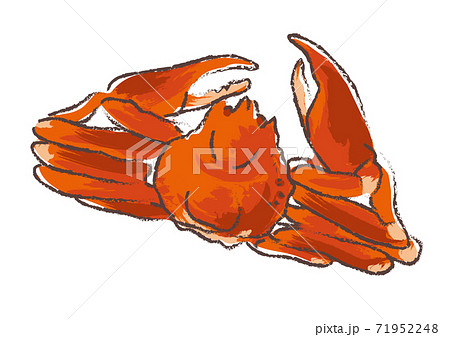 筆で描いたようなズワイガニのイラスト 71952248