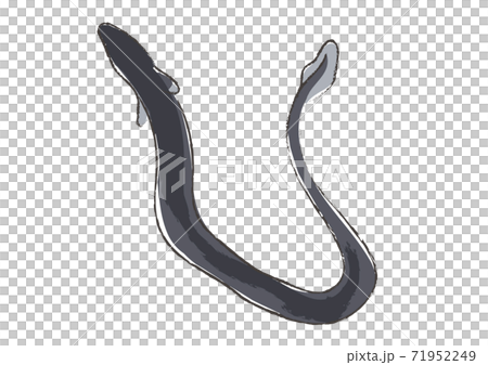 筆で描いたような鰻のイラスト 71952249