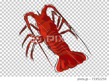 筆で描いたような伊勢海老のイラストのイラスト素材