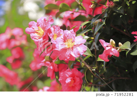 青空とピンク色の椿科の花 青空とピンク色の椿科の花 71952281