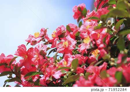 青空とピンク色の椿科の花　　　　 71952284