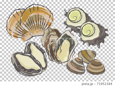 筆で描いたような貝のセットイラストのイラスト素材