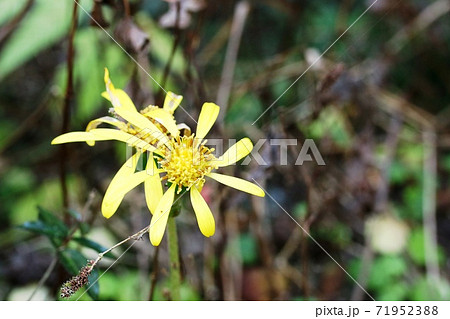 花弁より花芯が綺麗な ツワブキ（石蕗） 71952388
