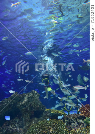 池袋のサンシャイン水族館の巨大水槽の魚の写真素材