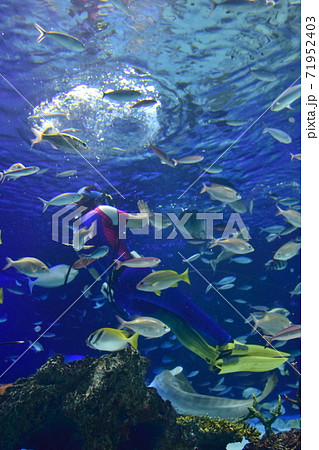池袋のサンシャイン水族館の巨大水槽の魚の写真素材