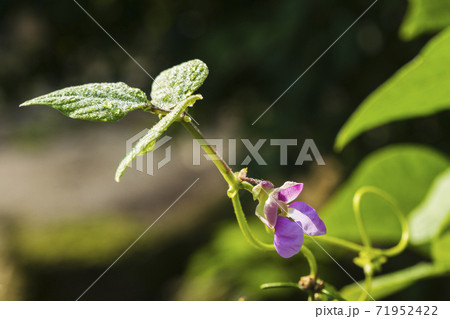植物 葉 緑 71952422
