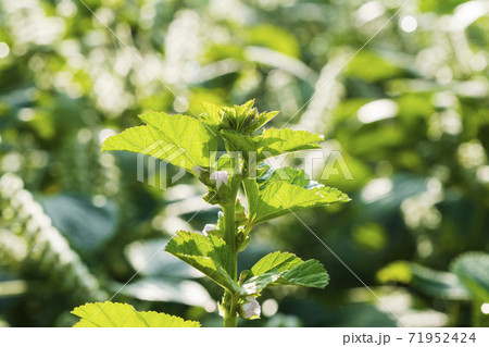 植物 花 葉 71952424