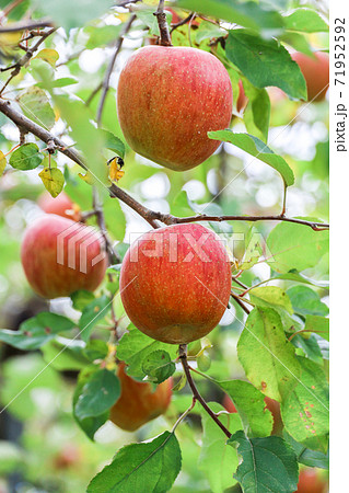 枝付きリンゴ 71952592