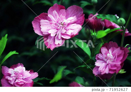 ムクゲ 八重咲きの花の写真素材