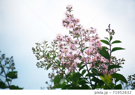 サルスベリ  薄紫色の花 71952632