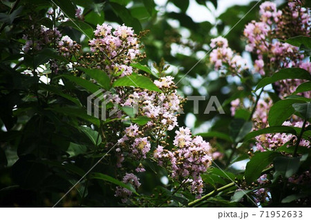 サルスベリ 薄紫色の花 サルスベリ 薄紫色の花 71952633