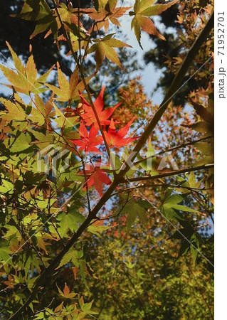 芝公園のもみじ 71952701