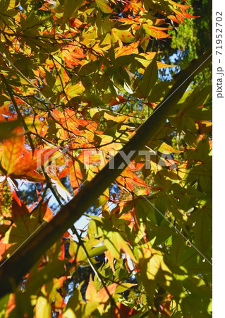芝公園のもみじ 71952702