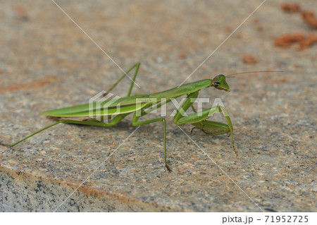 カマキリ 昆虫 屋外 71952725