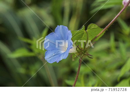 朝顔 花 万 71952728