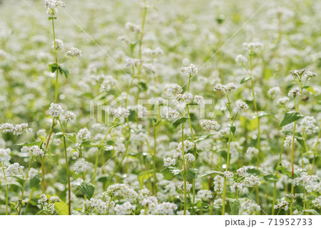 そばの花 花 植物 71952733