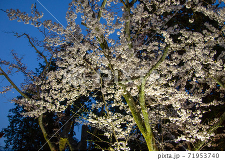 大津 三井寺の夜桜 大津 三井寺の夜桜 71953740