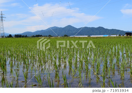 田園風景 山形県庄内平野の写真素材