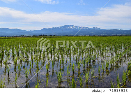 田園風景 山形県庄内平野の写真素材