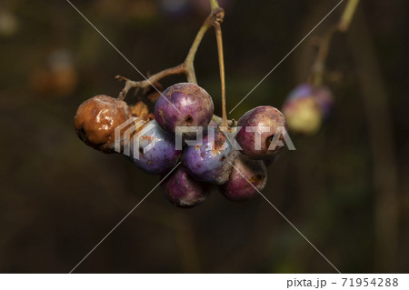 ノブドウ 実 71954288
