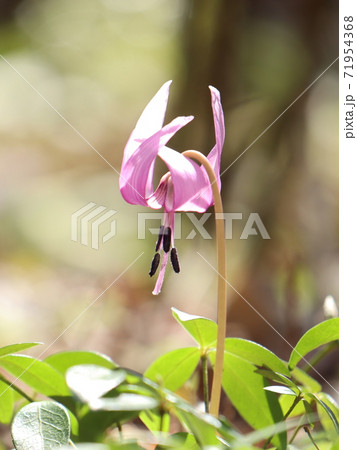奥高尾のかたくりの花 奥高尾のかたくりの花 71954368