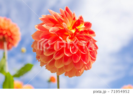 ダリア【品種：憐】 71954952