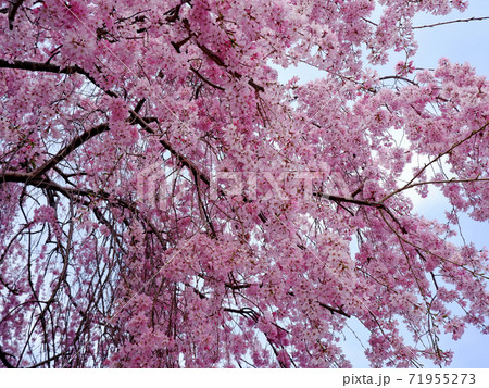 春の大津　坂本　星光院の枝垂れ桜 71955273