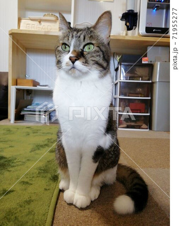 オス猫 雑種 オス猫 雑種 71955277