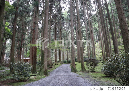 綺麗な木々の背景 綺麗な木々の背景 71955295