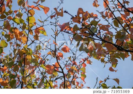色づき始めの葉と青空 71955369