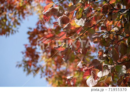 ハナミズキ／晩秋 71955370