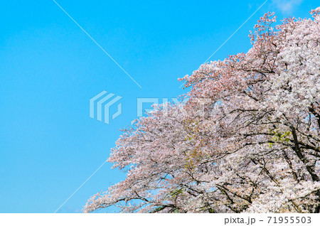 桜吹雪(青空の背景) 桜吹雪(青空の背景) 71955503